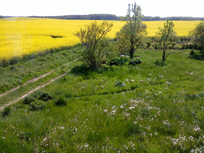 Rapsfeld-Landschaft